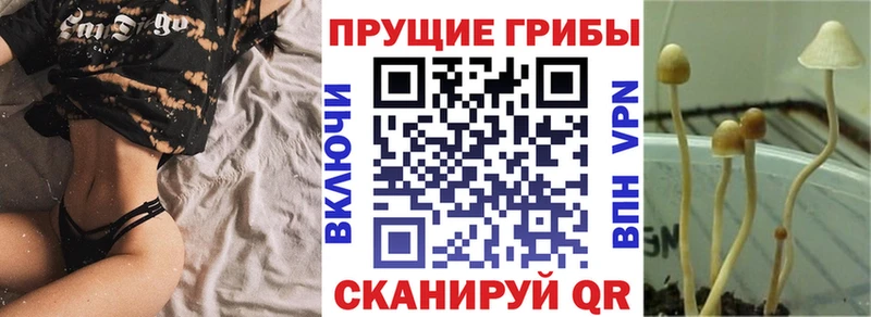 закладки  Дмитров  Псилоцибиновые грибы Magic Shrooms 